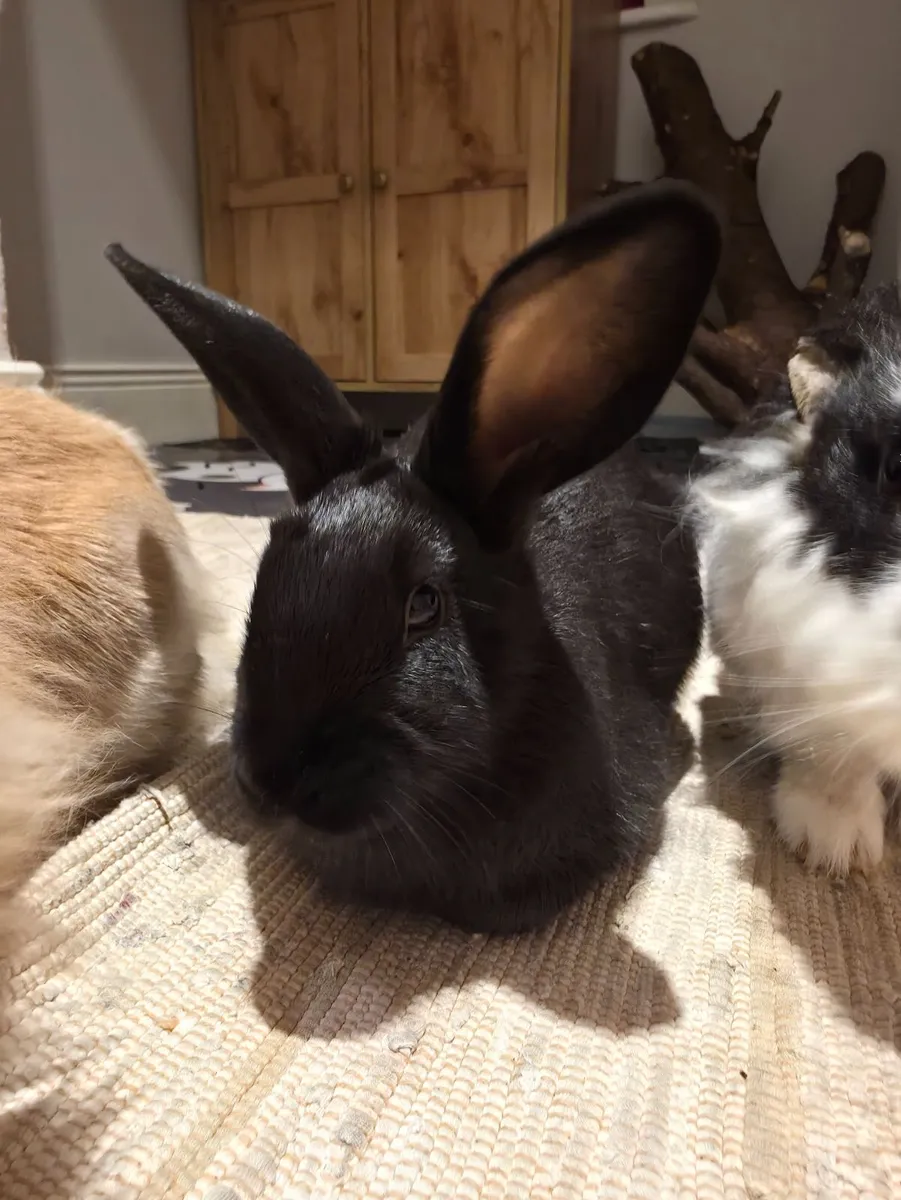 Rabbits - Image 3
