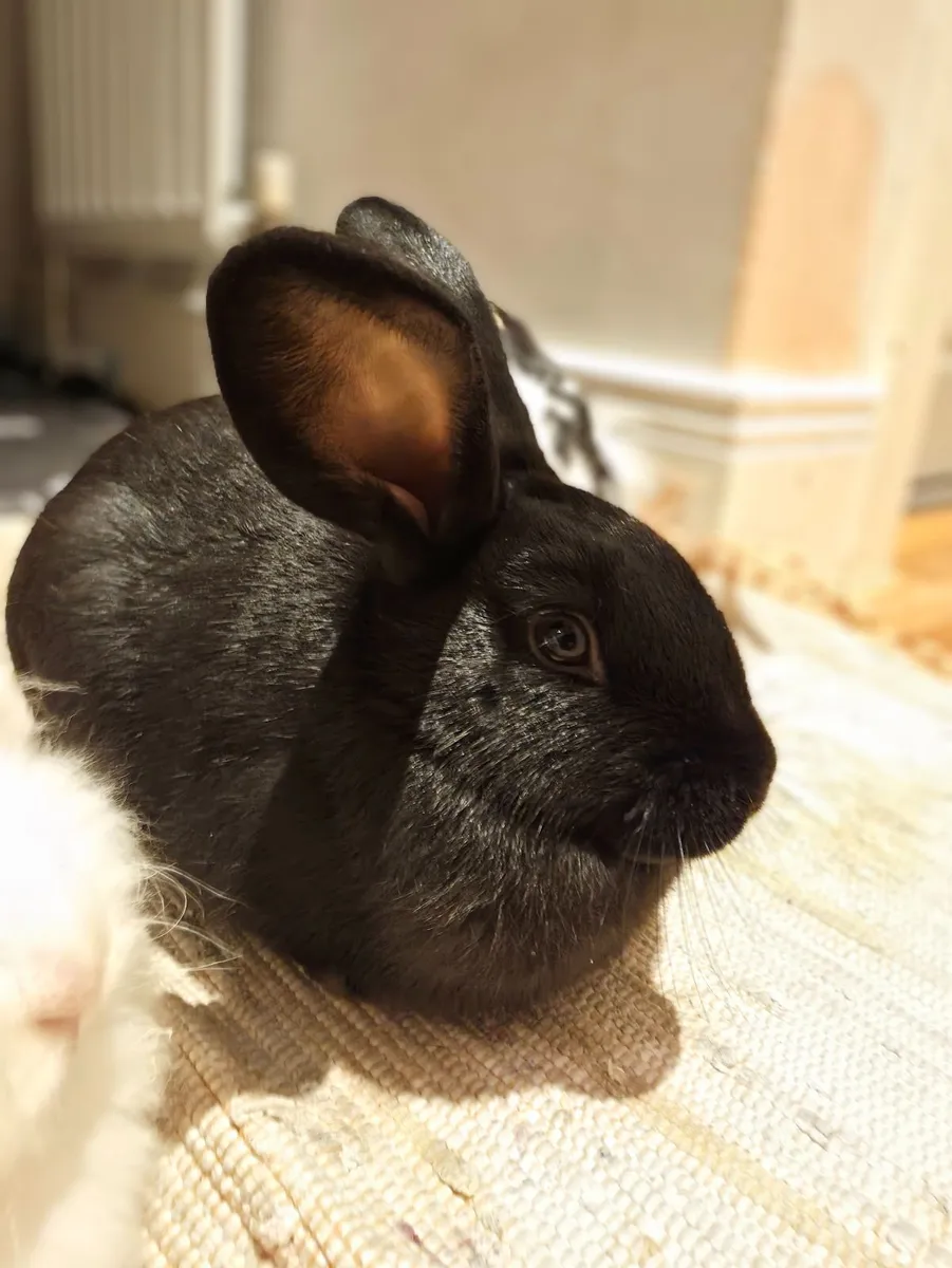 Rabbits - Image 4