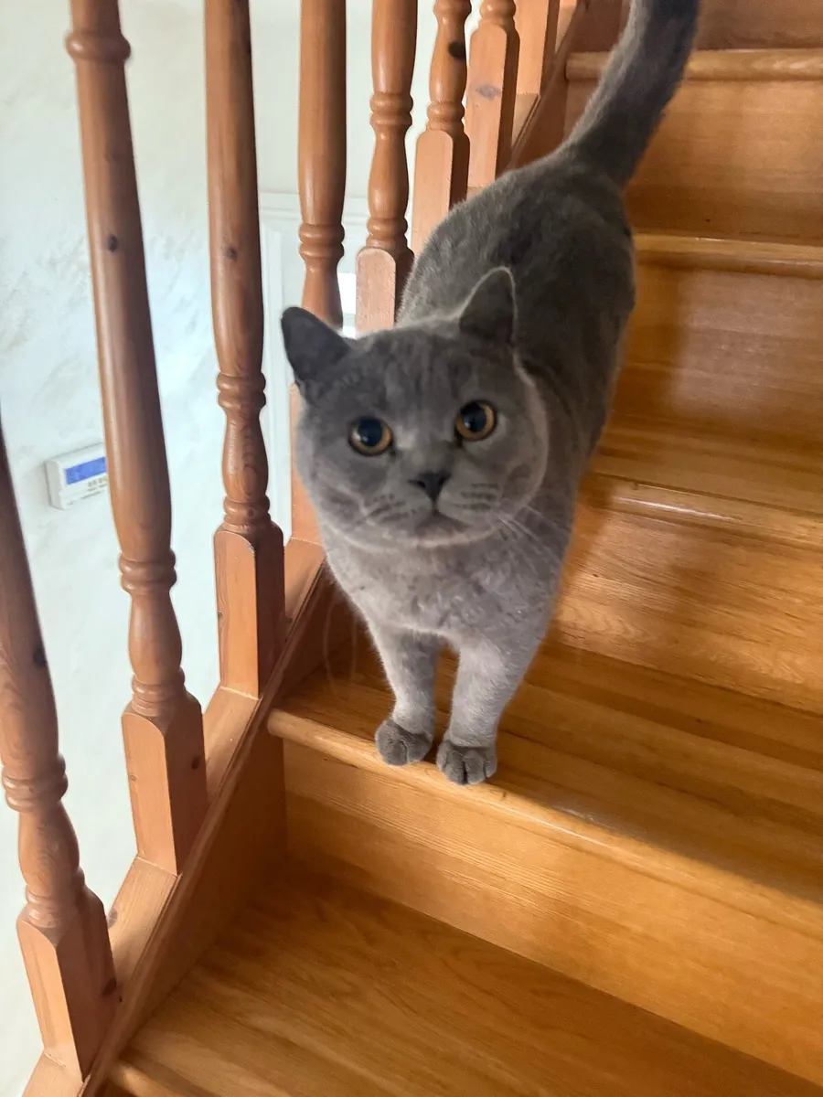 Scottish cat - Image 2