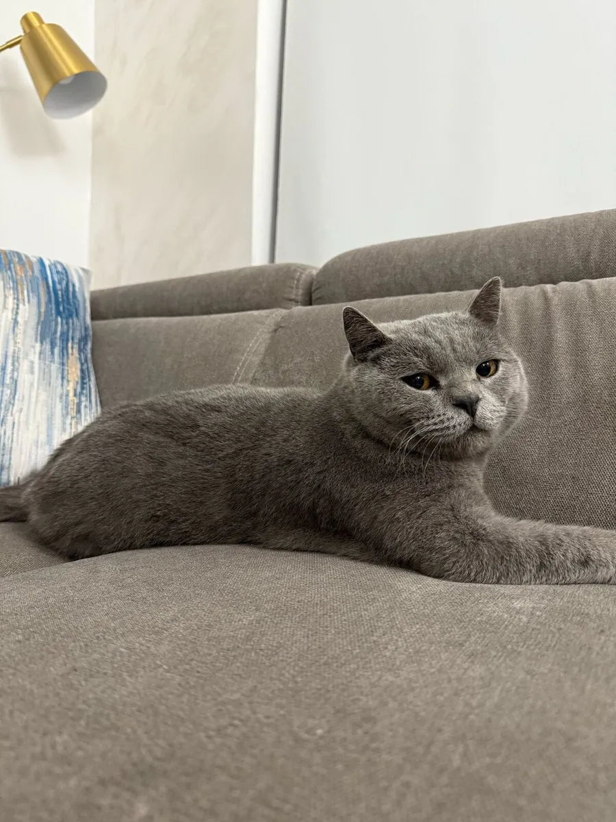 Scottish cat - Image 1