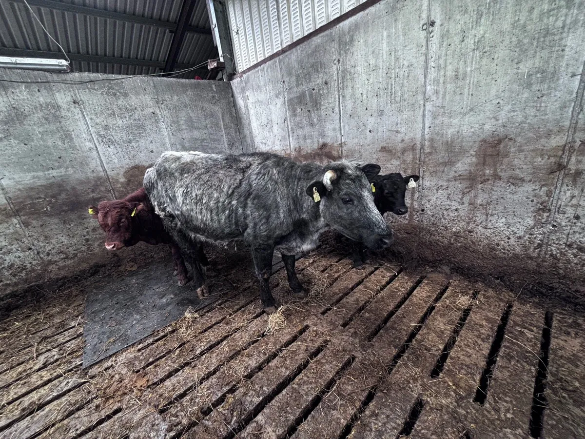 Organic cow with bull calf - Image 3