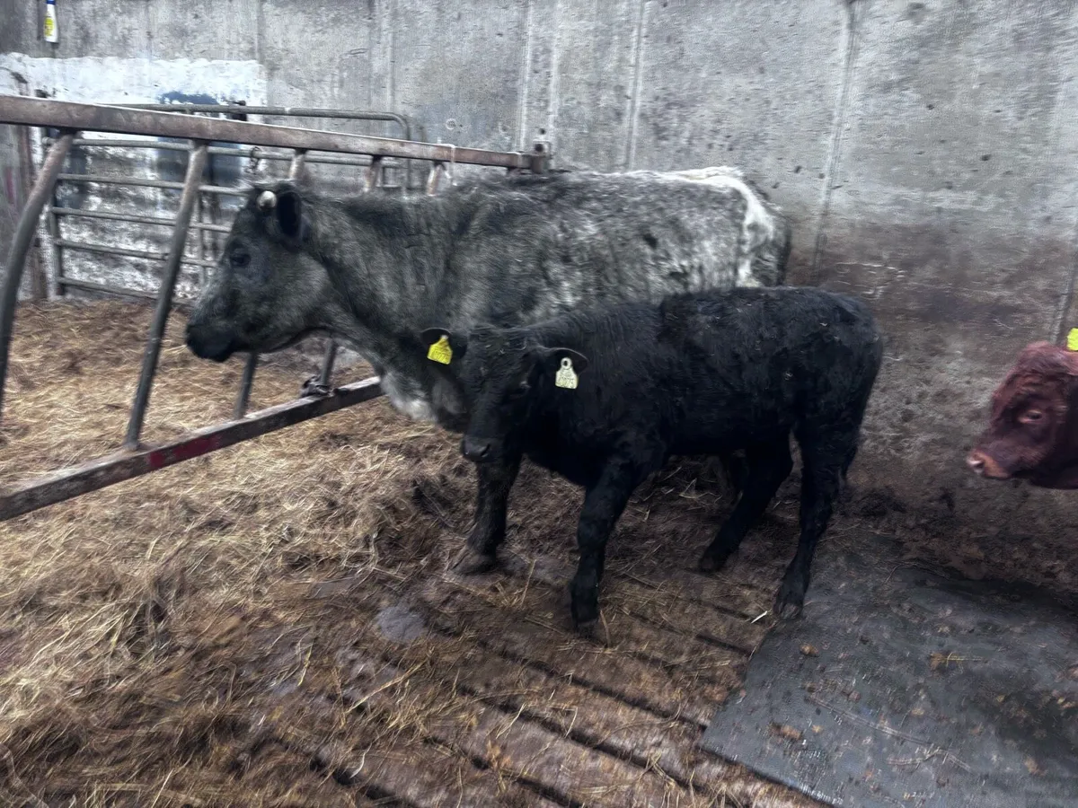 Organic cow with bull calf - Image 4