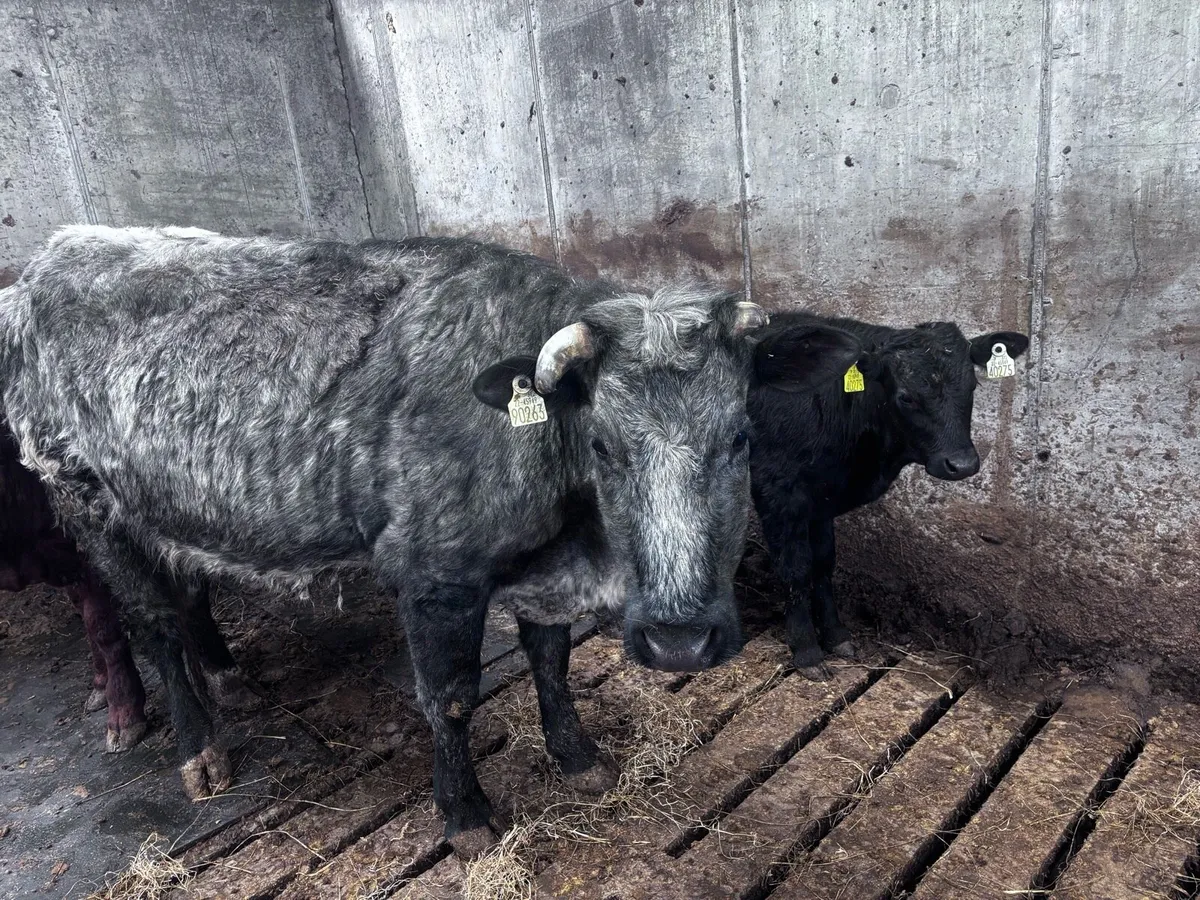 Organic cow with bull calf - Image 1