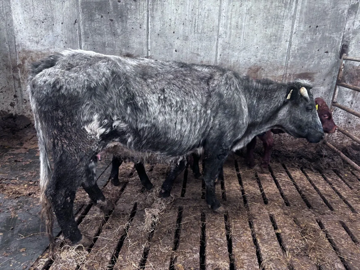 Organic cow with bull calf - Image 2