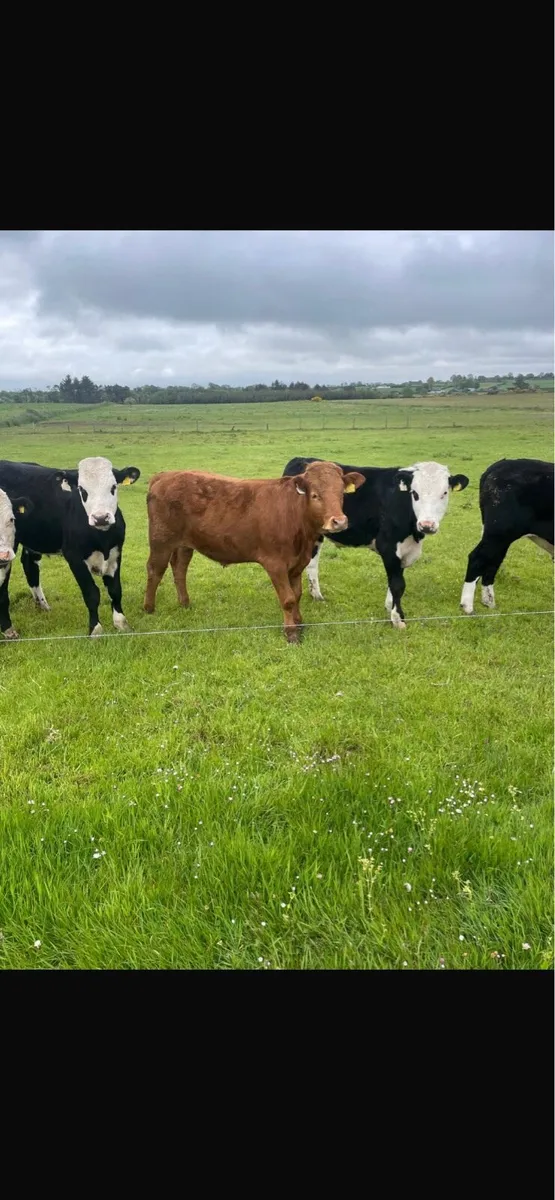 11 Bullocks - Image 1