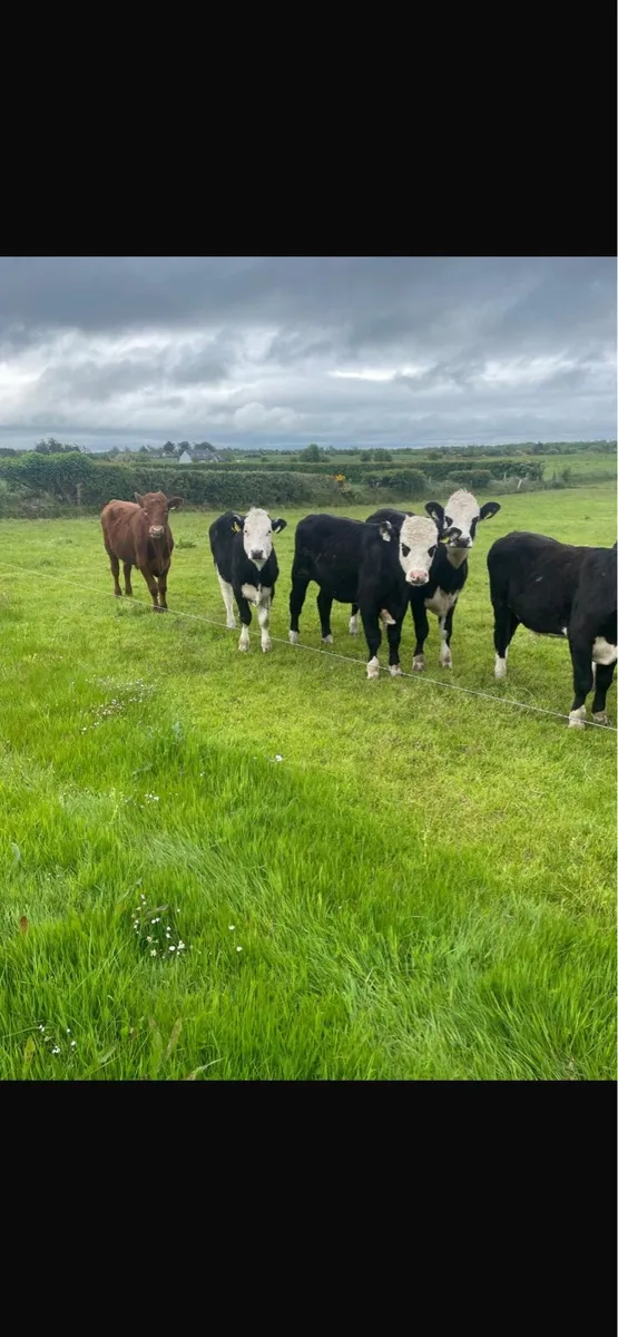 11 Bullocks - Image 4