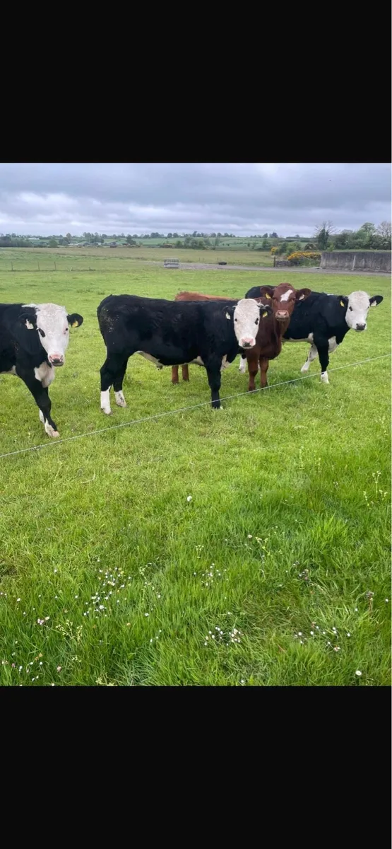 11 Bullocks - Image 2