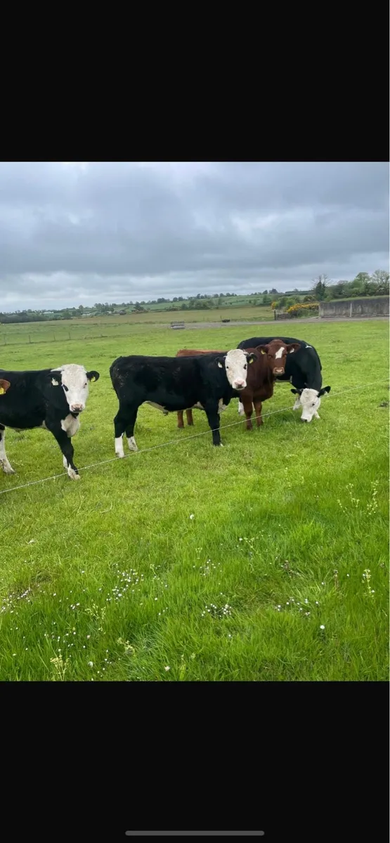 11 Bullocks - Image 3