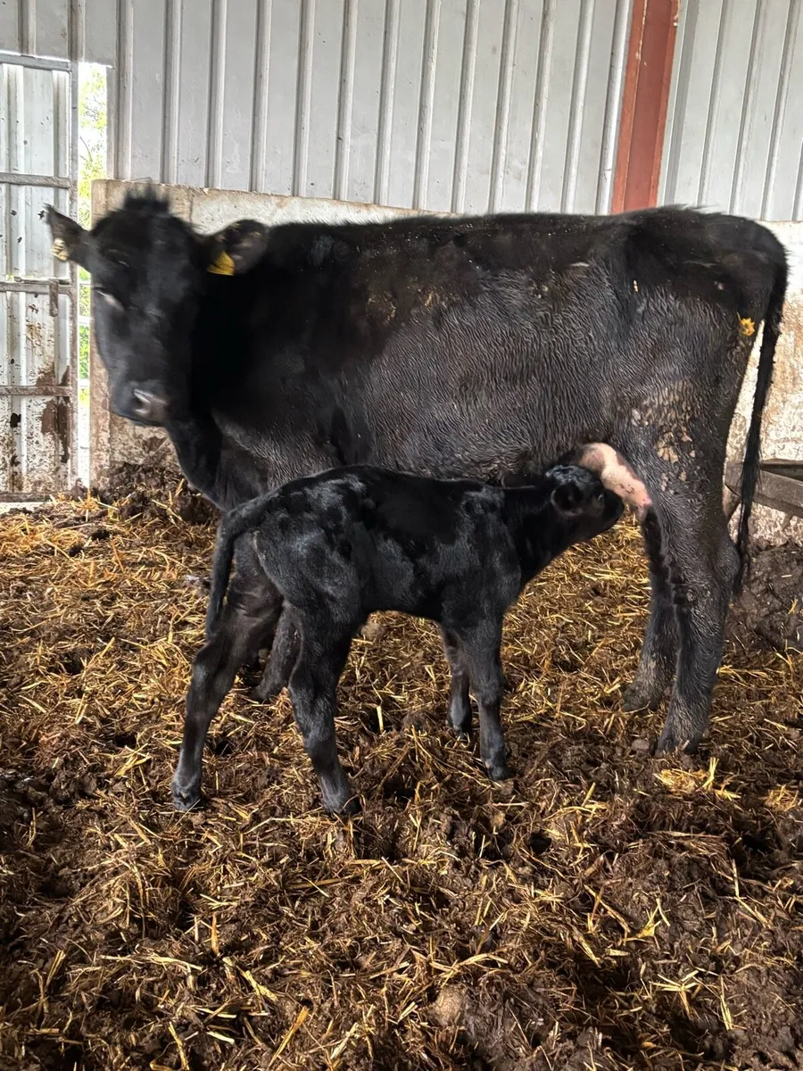 ❌ANGUS CALVED HEIFER ❌ - Image 2