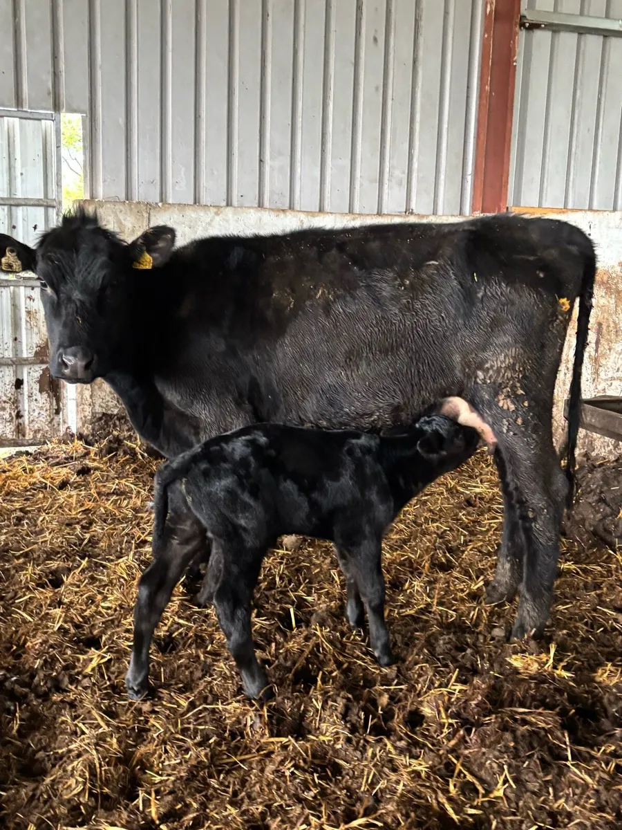 ❌ANGUS CALVED HEIFER ❌ - Image 3
