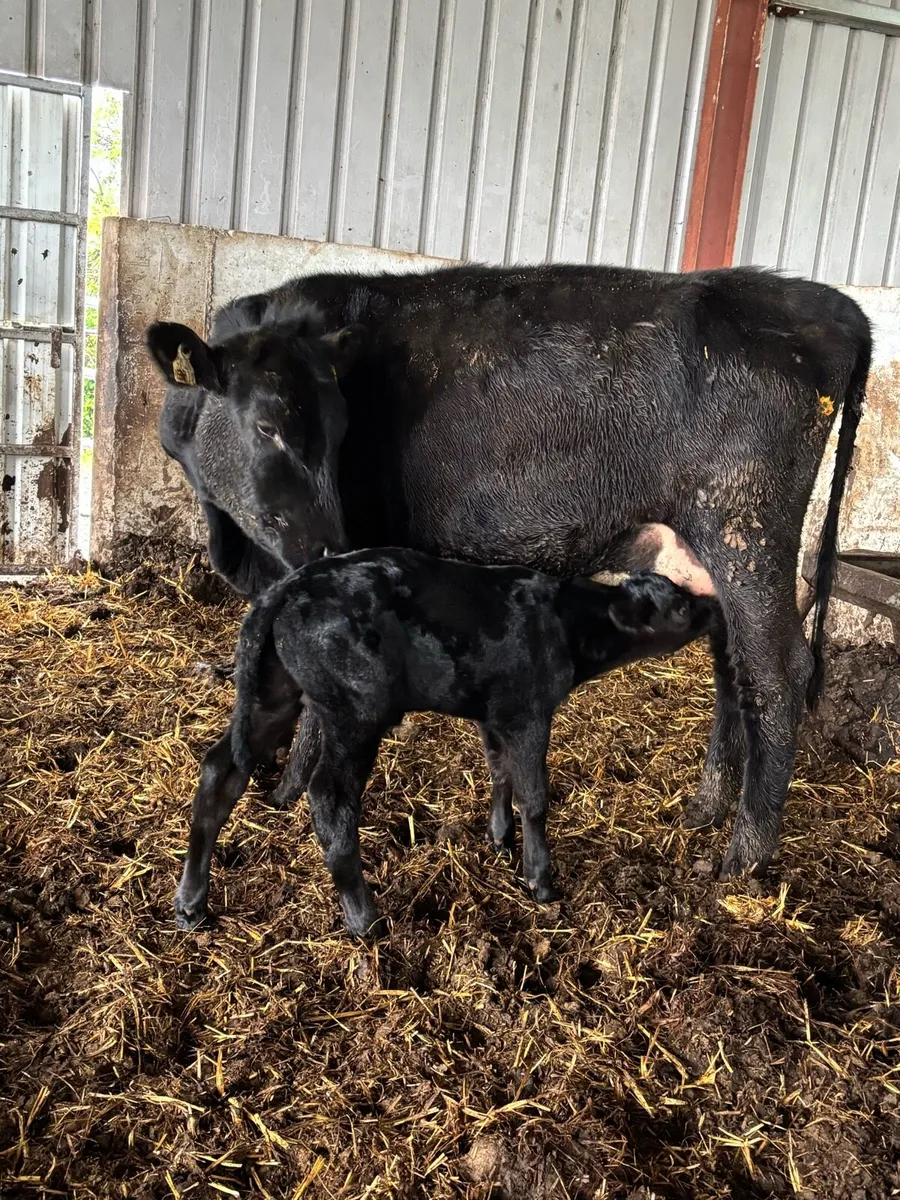 ❌ANGUS CALVED HEIFER ❌ - Image 4