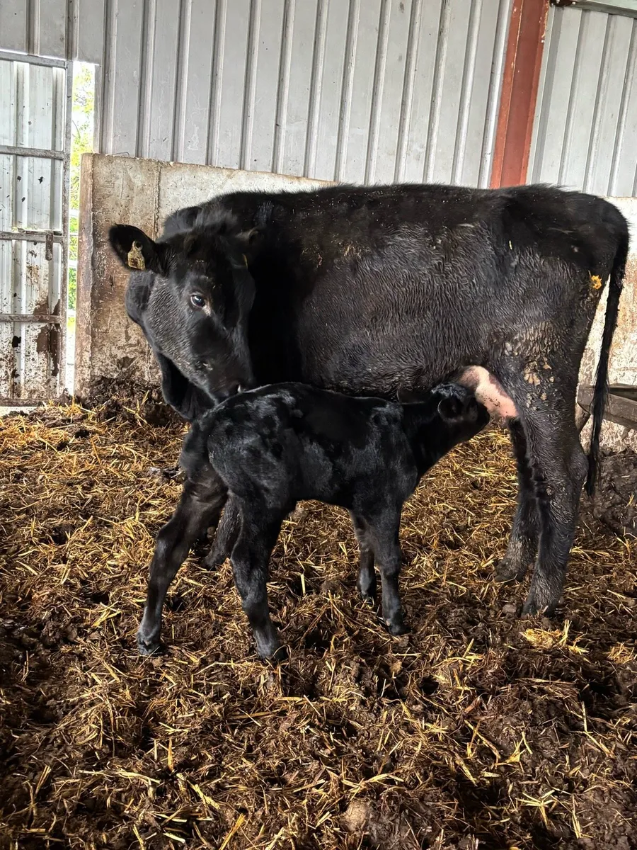❌ANGUS CALVED HEIFER ❌ - Image 1