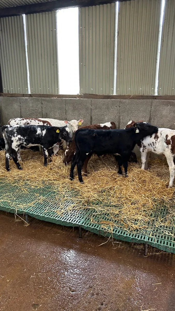 Shorthorn calves - Image 1