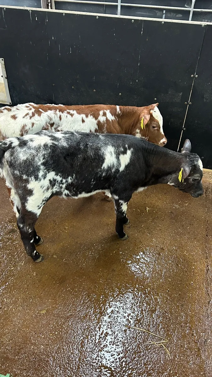 Shorthorn calves - Image 2