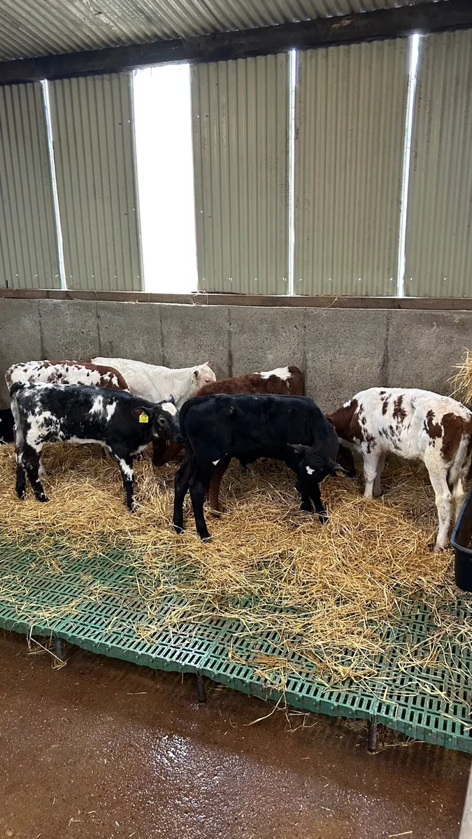 Shorthorn calves - Image 3