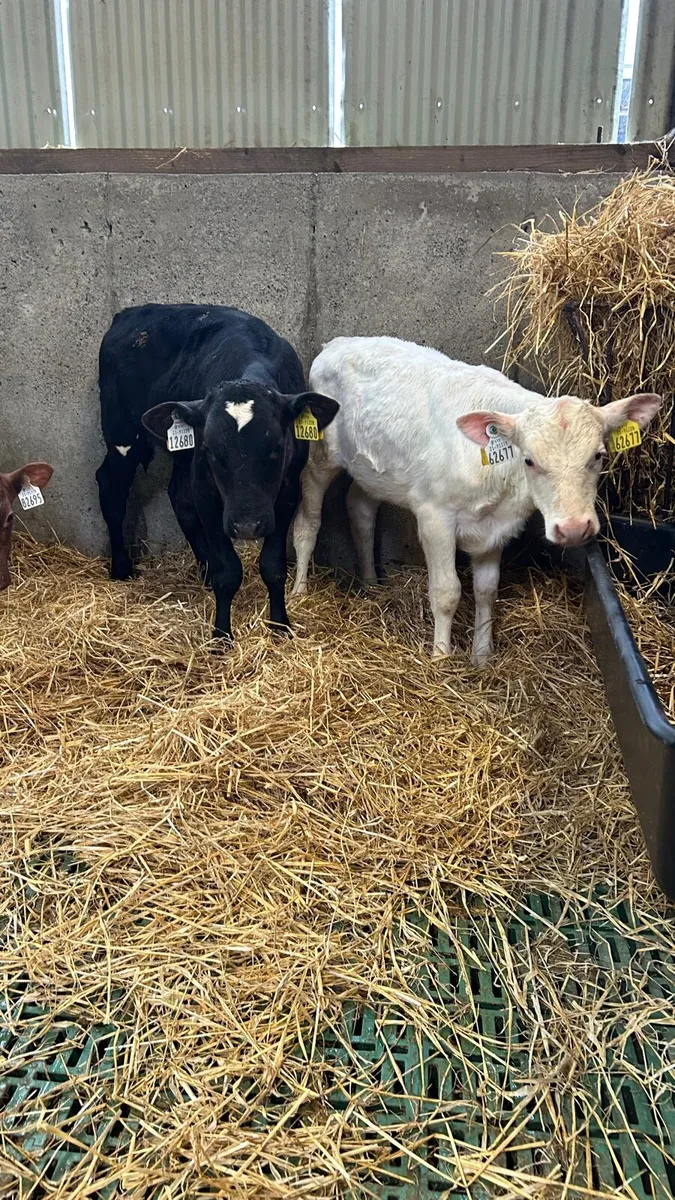 Shorthorn calves - Image 4