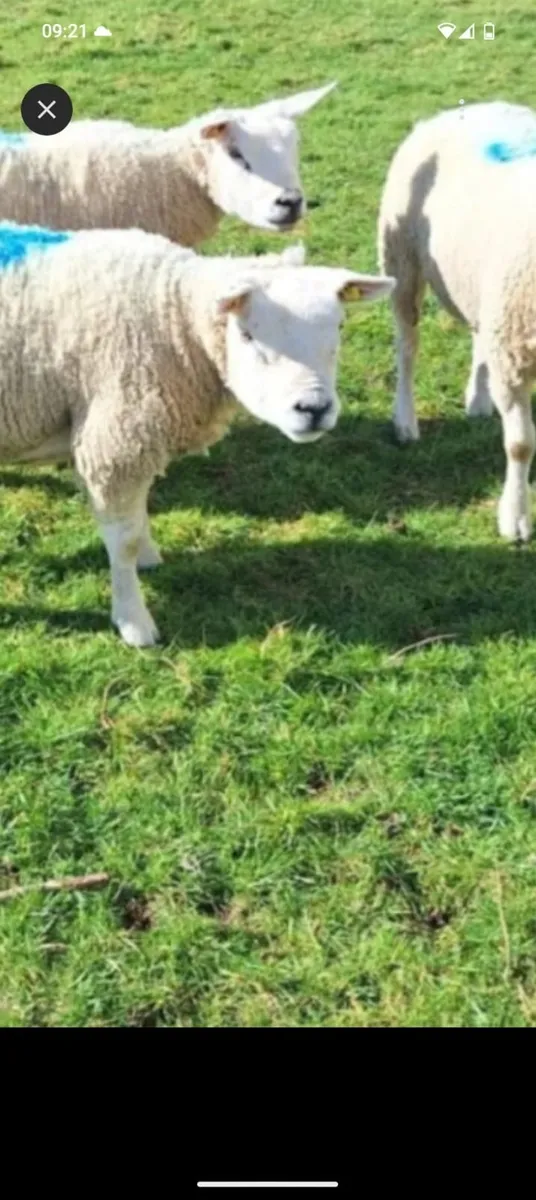 Big lambs €80 - Image 2