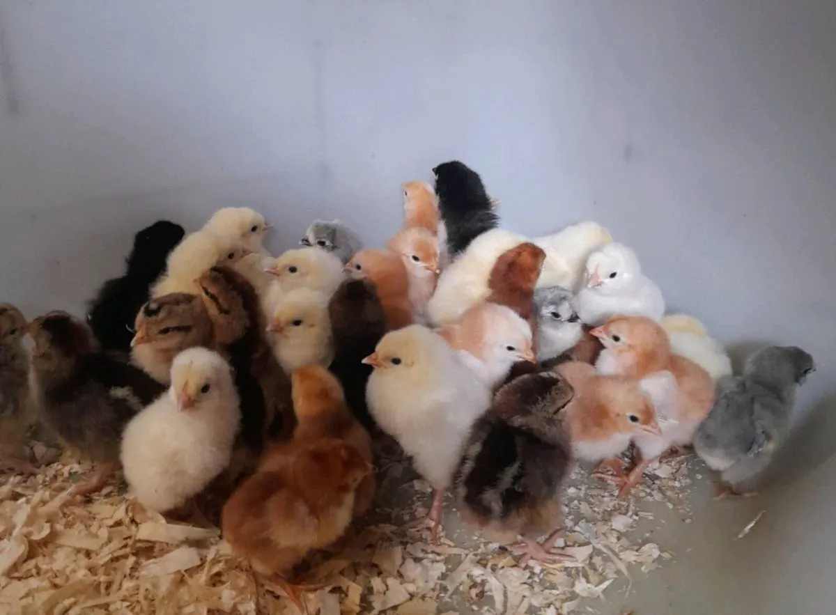 Purebred Chick's 🐥,Rooster - Image 1