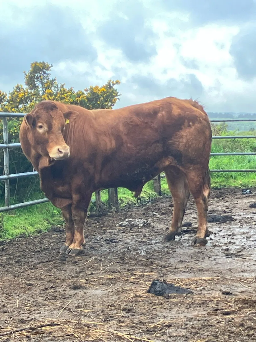 P.B.R 5 Year Lim Bull - Image 1