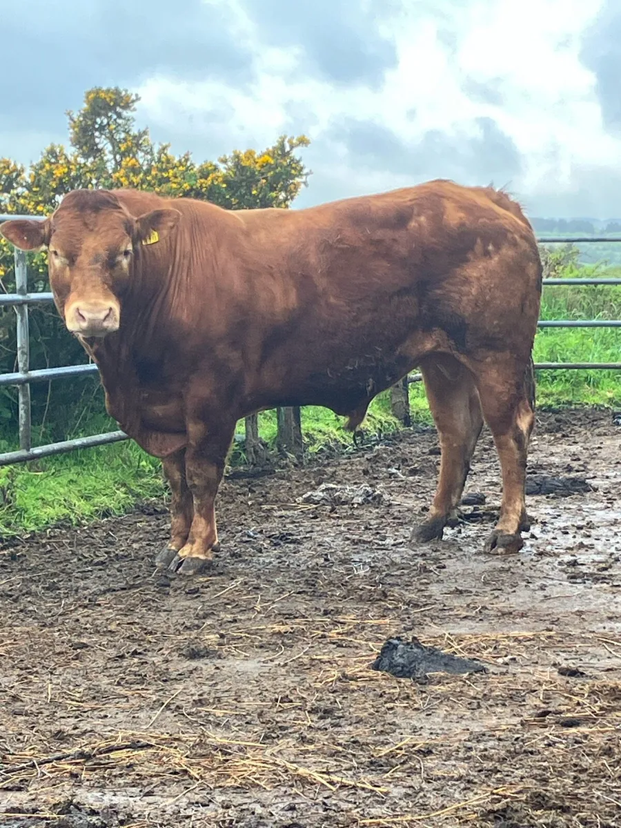 P.B.R 5 Year Lim Bull - Image 2