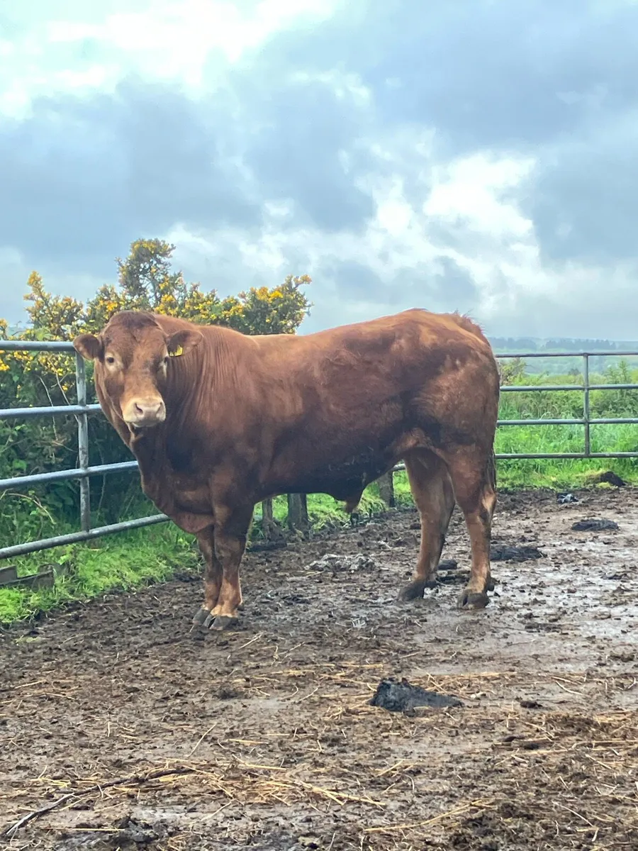 P.B.R 5 Year Lim Bull - Image 3