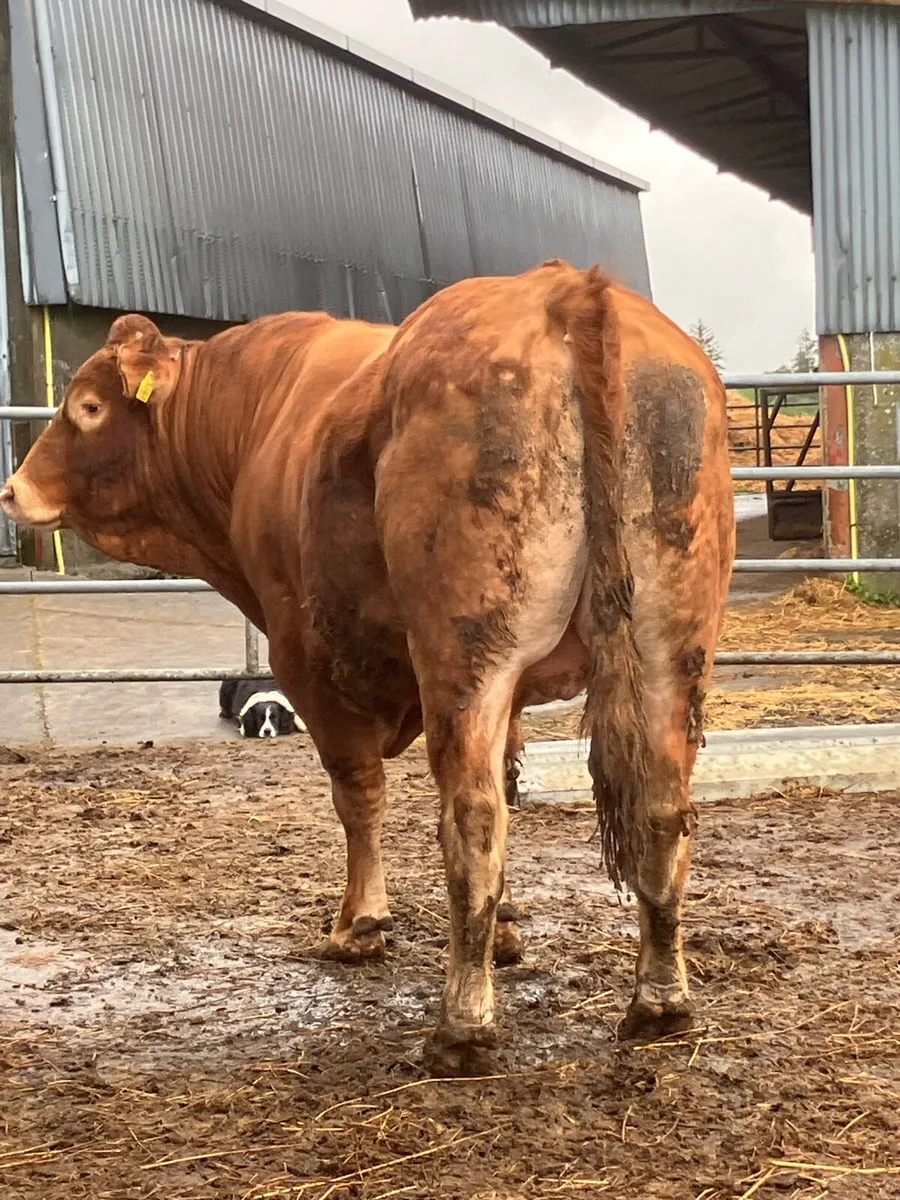 P.B.R 5 Year Lim Bull - Image 4