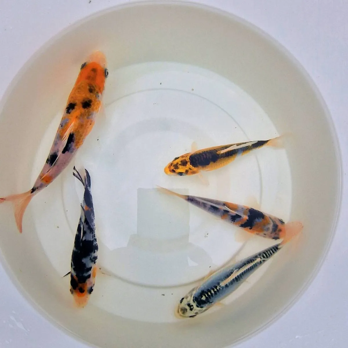 Japanese Koi Fish - Image 1