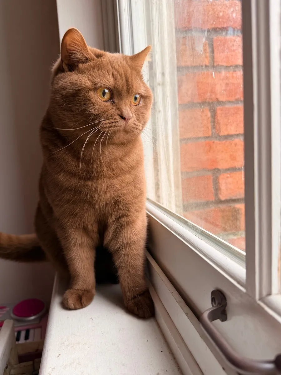 British Shorthair Cat 9 Months - Image 1