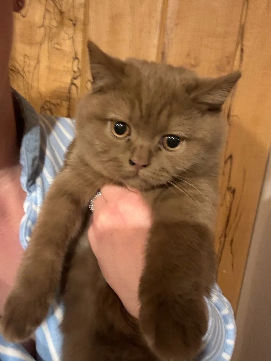 British Shorthair Cat 9 Months - Image 2