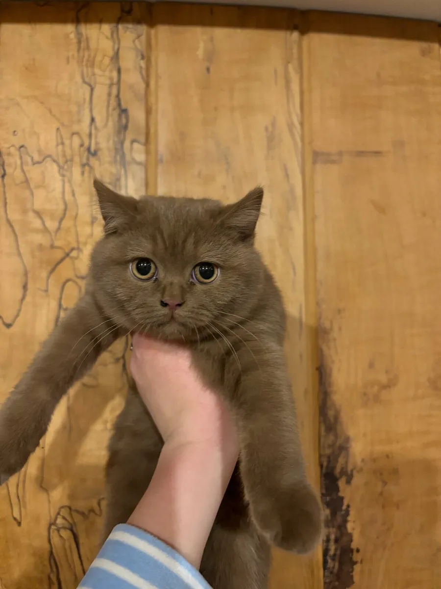 British Shorthair Cat 9 Months - Image 3