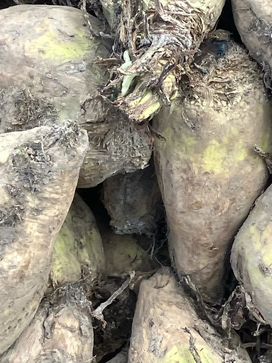 Fodder Beet - Image 2