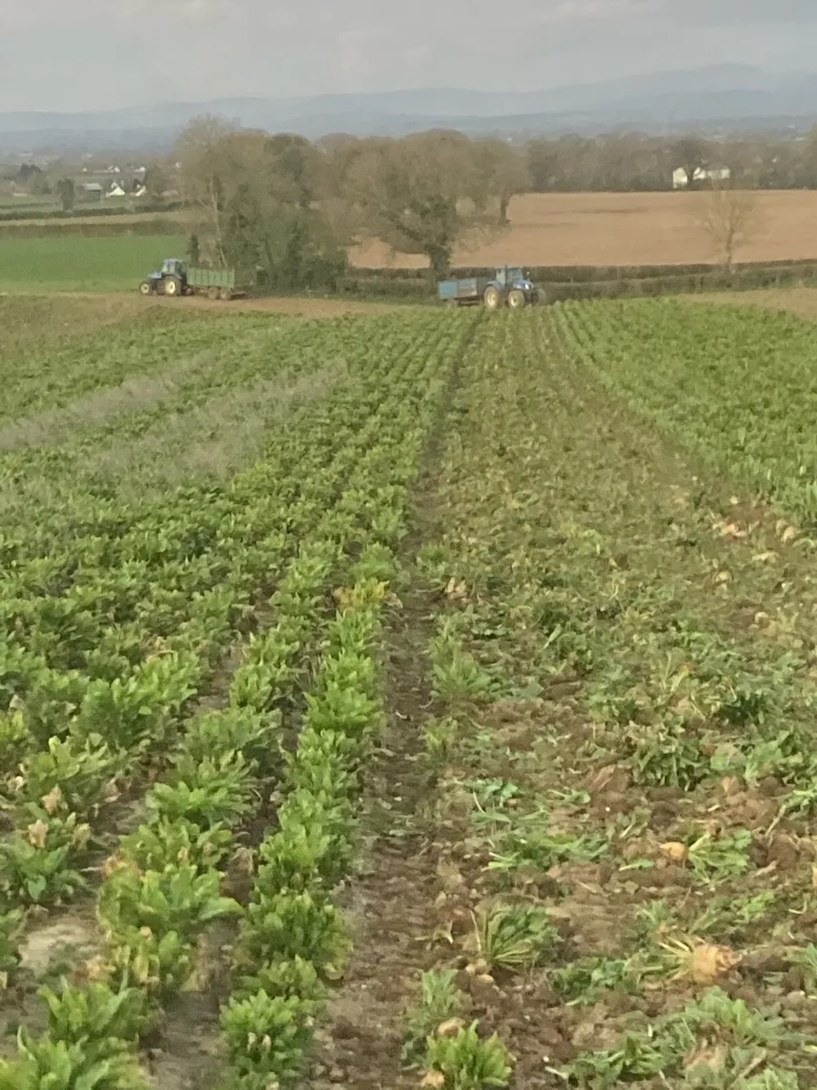 Fodder Beet - Image 1