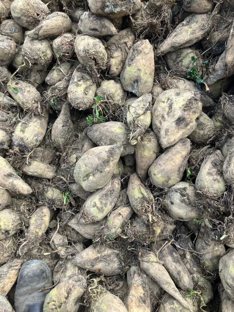 Fodder Beet - Image 3