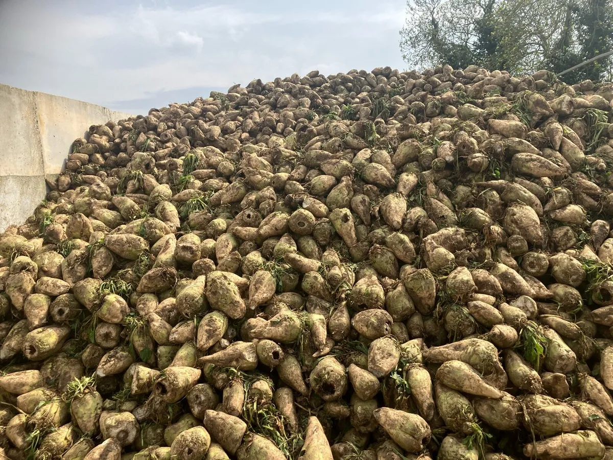 Fodder Beet - Image 4