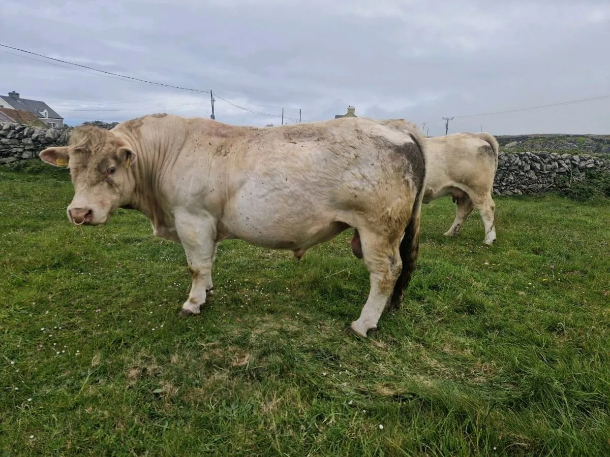 Pbr blelack charolais bull - Image 1