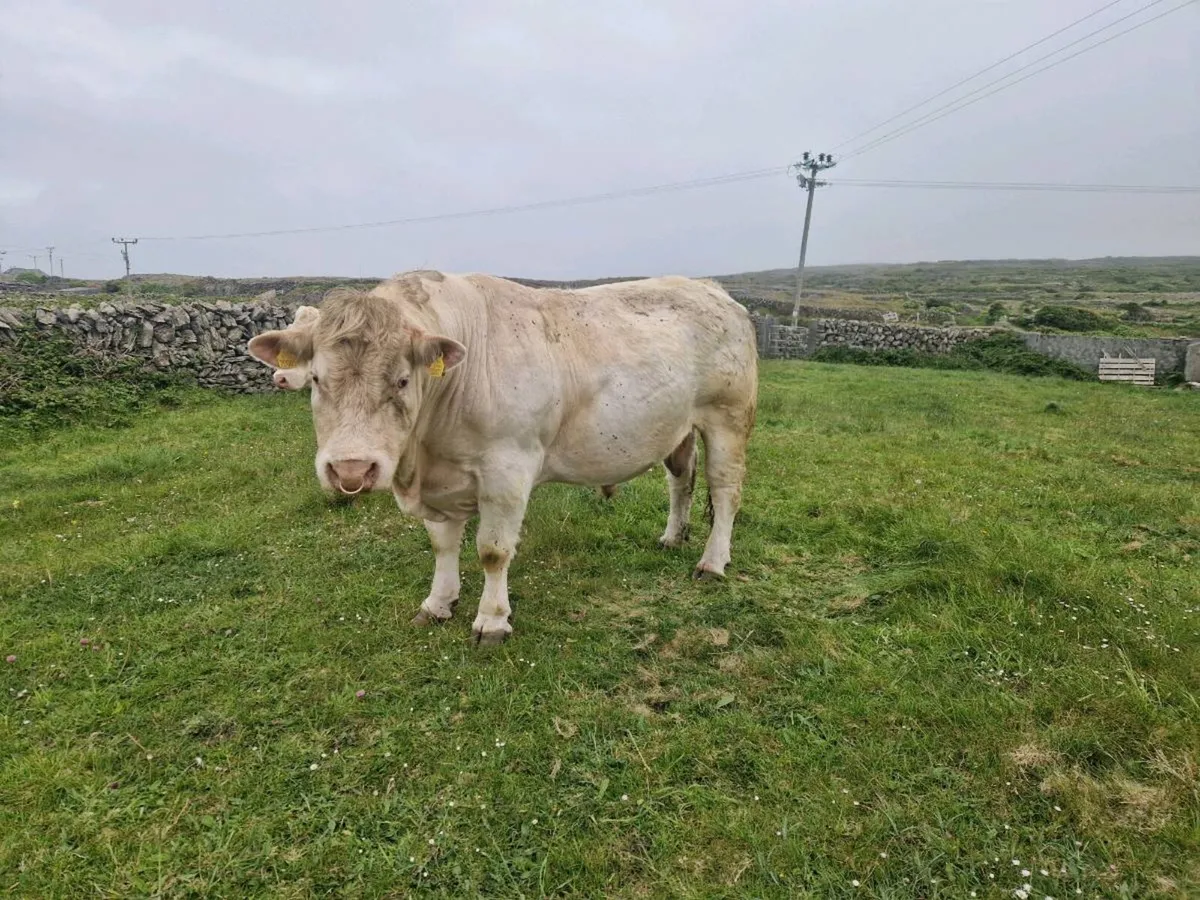 Pbr blelack charolais bull - Image 2