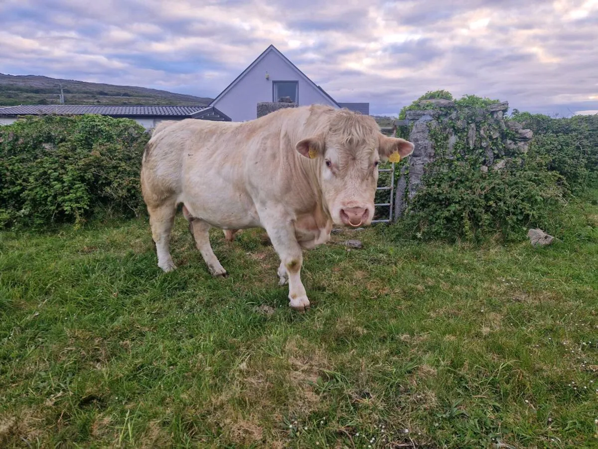 Pbr blelack charolais bull - Image 3