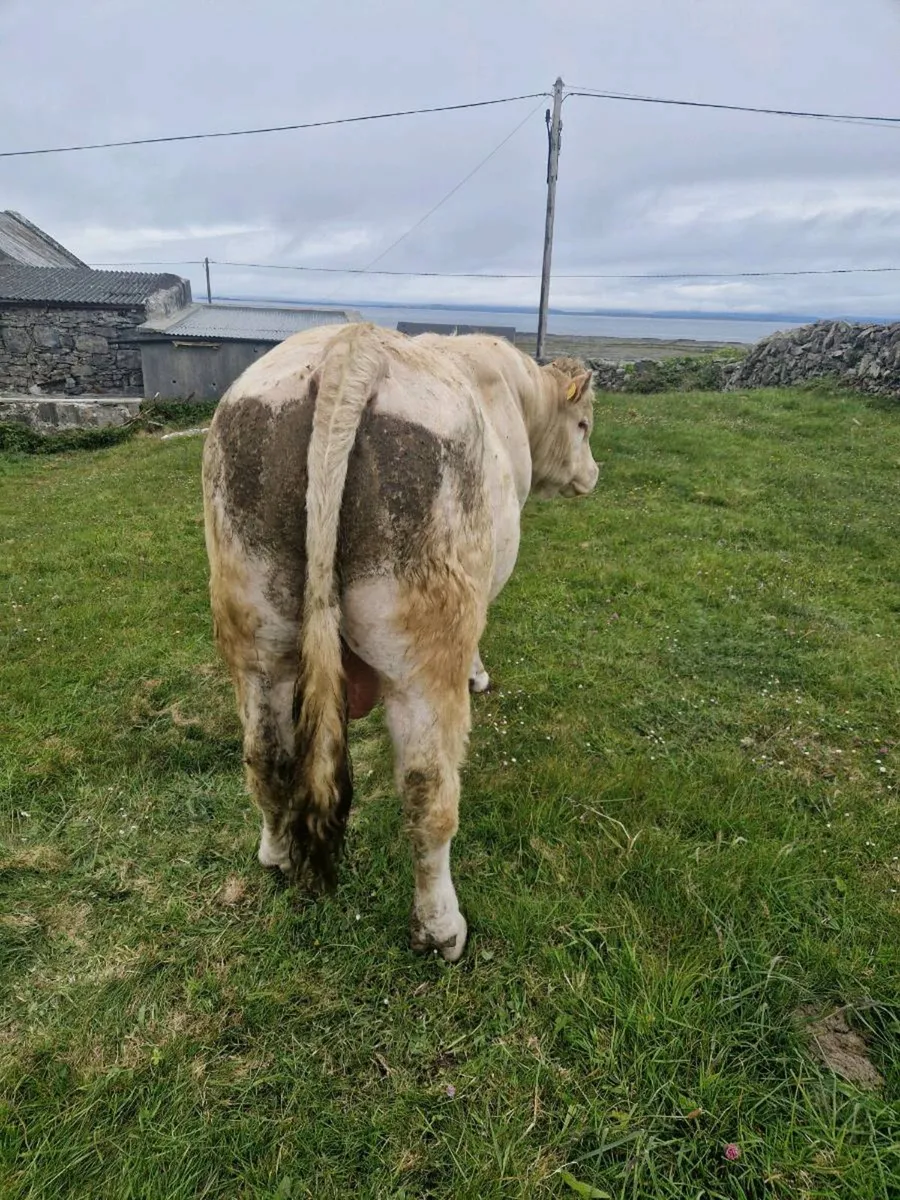 Pbr blelack charolais bull - Image 4