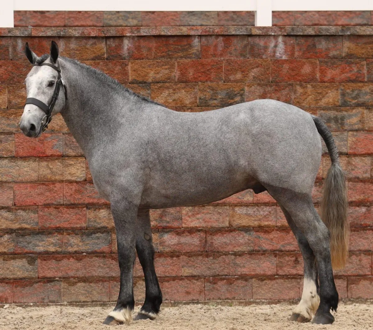 Class 1 Irish Draught Satllion at stud - Image 1