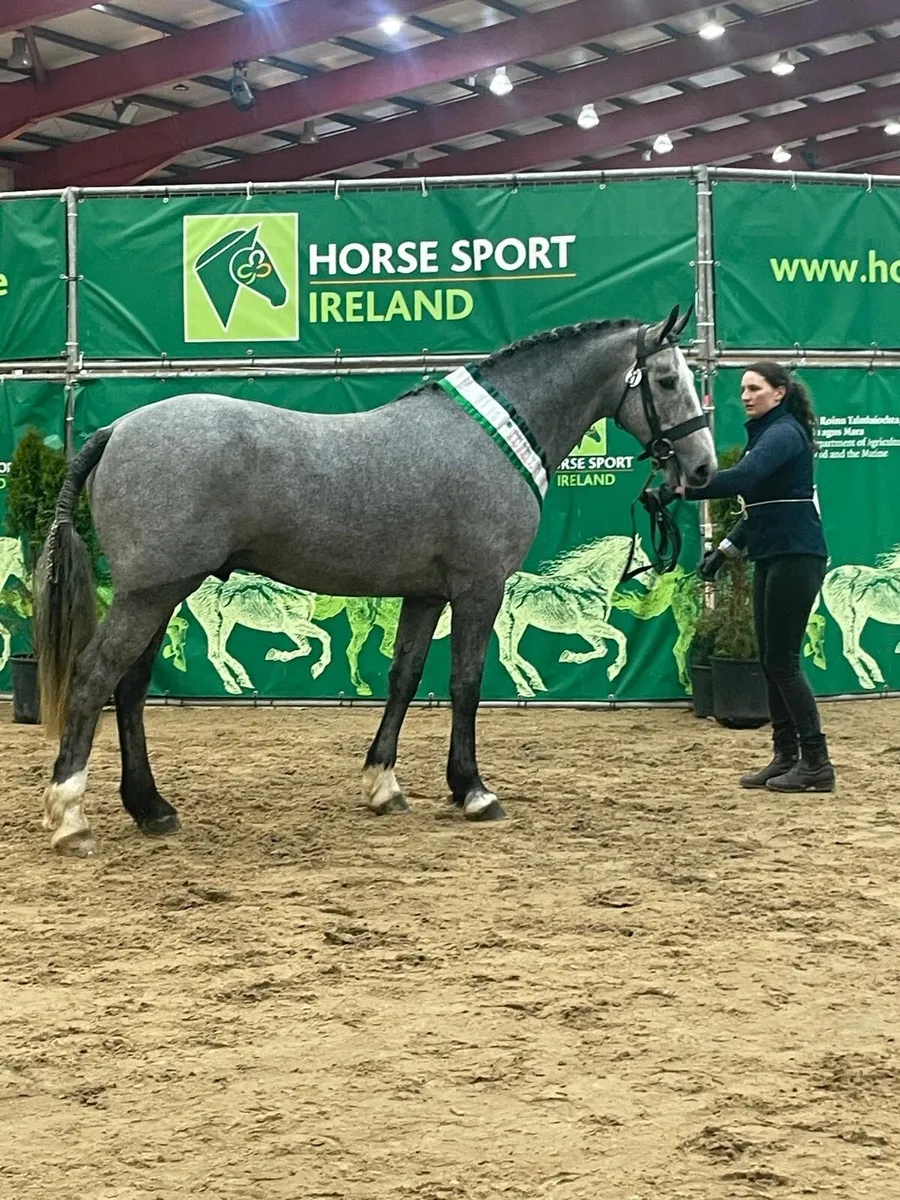 Class 1 Irish Draught Satllion at stud - Image 2