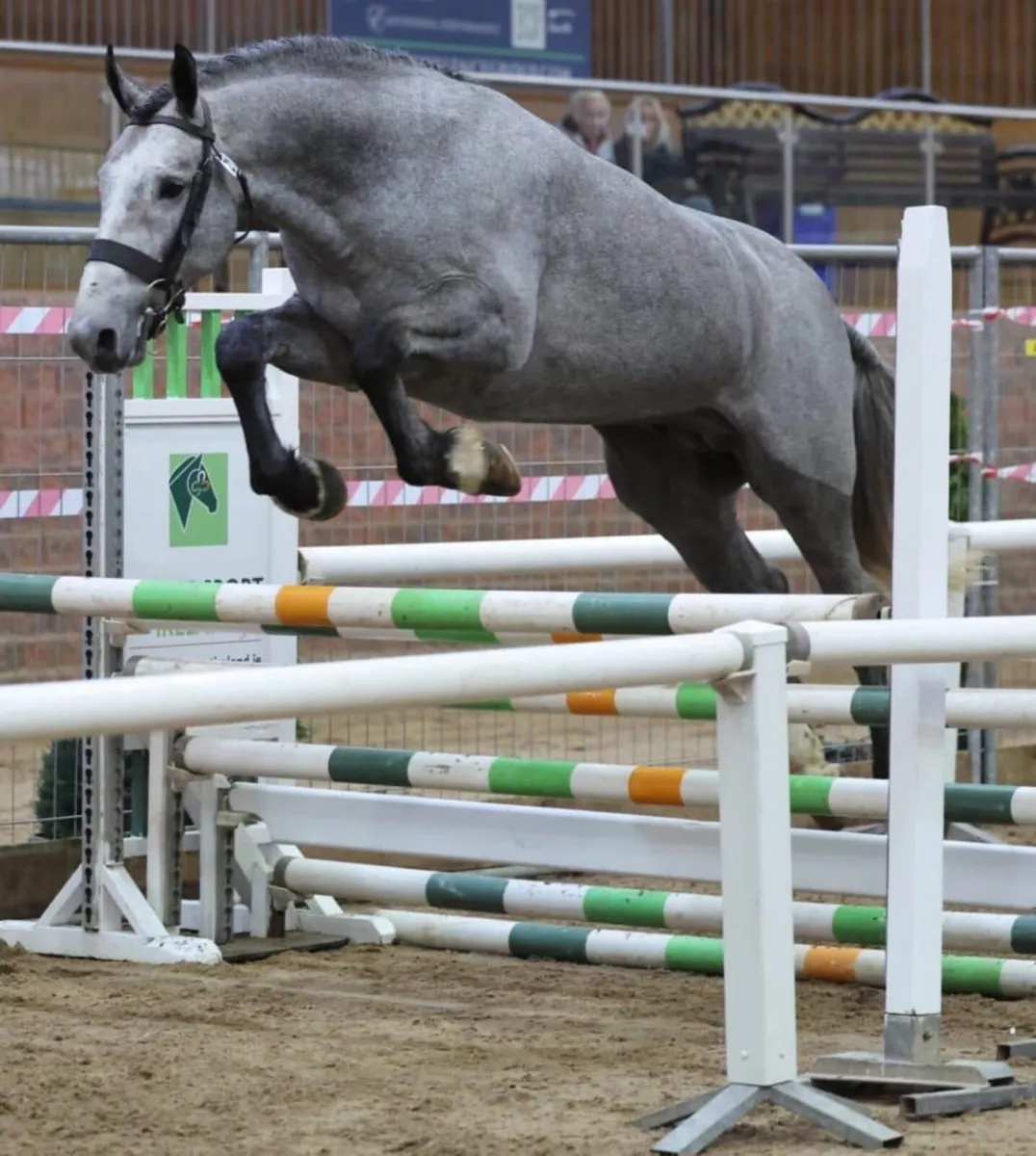 Class 1 Irish Draught Satllion at stud - Image 3