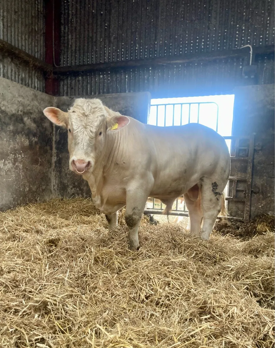 Easy Calving Pedigree Charolais Bull - Image 1