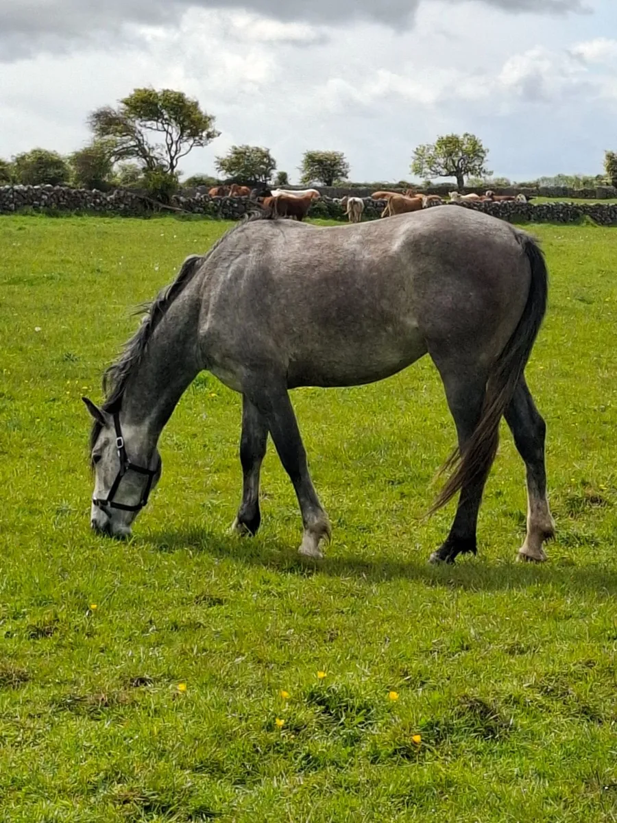 4yr old Gelding for Sale by kMS Rooney - Image 2