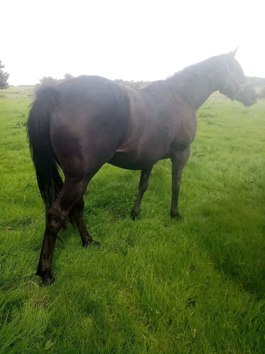 5 year old Thoroughbred ready for cover