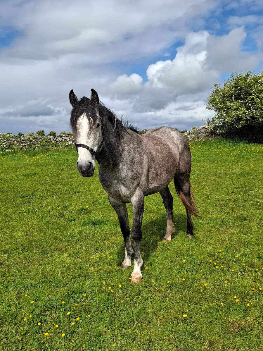4yr old Gelding for Sale by kMS Rooney - Image 4