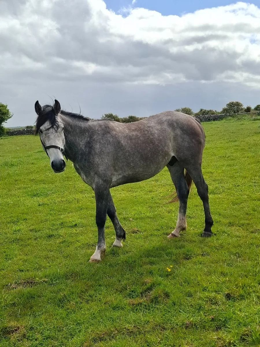 4yr old Gelding for Sale by kMS Rooney - Image 4