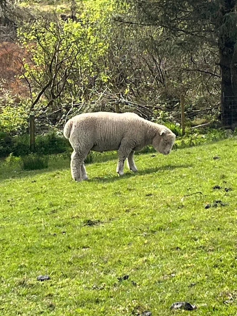 Ram lamb - Image 1