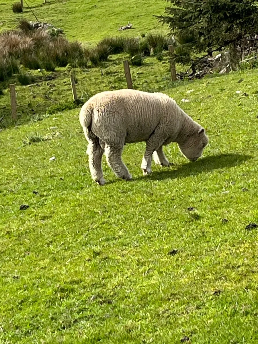 Ram lamb - Image 2