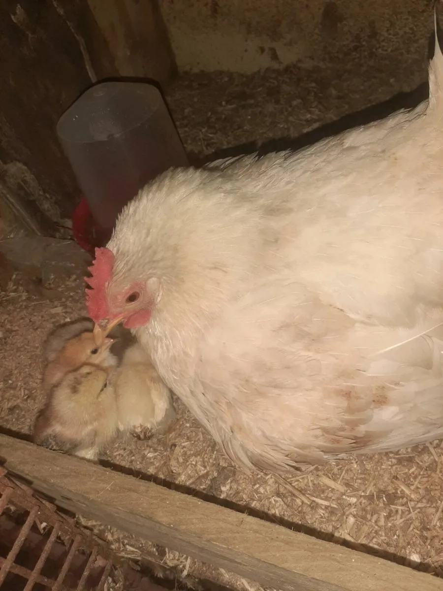 Chickens - Image 2