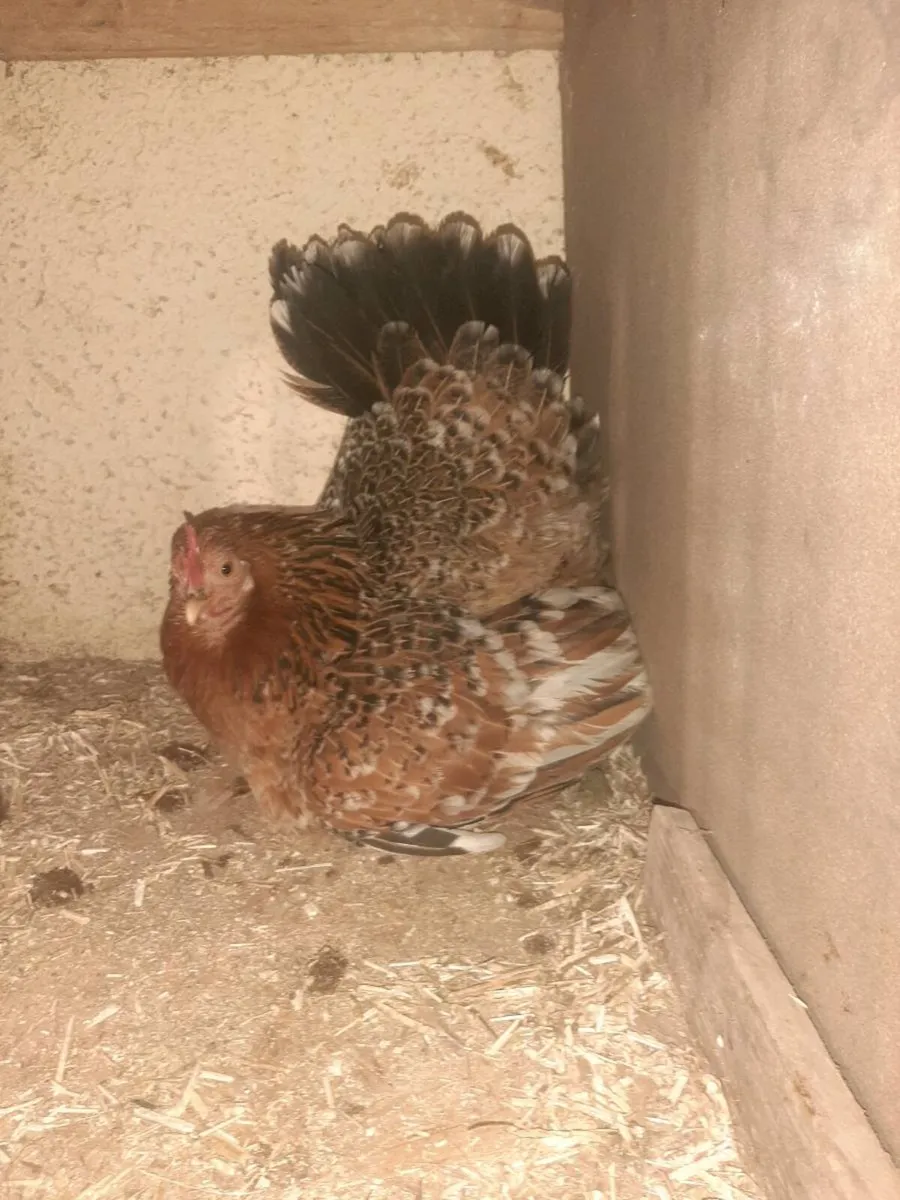 Chickens - Image 1